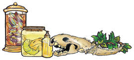 Bill Buczinsky's poetic graphic of science lab artifacts.  An animal skull and jars filled with experiments